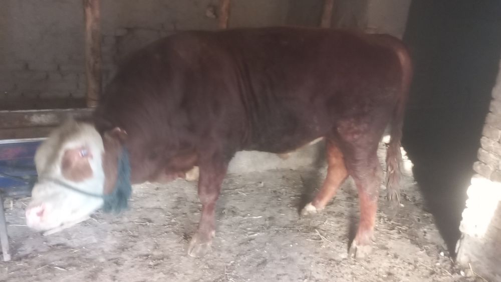 Buqala sotiladi  jivoy vasga xam beramiz