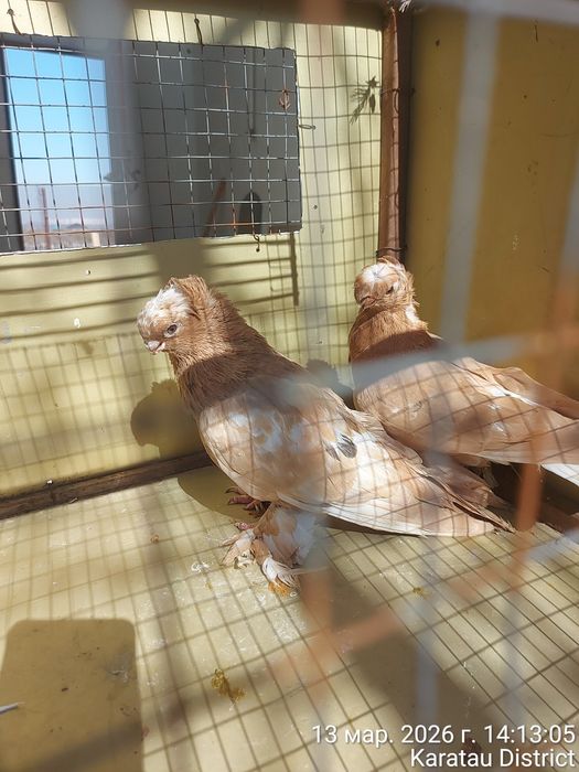 Голуби наваты молодые