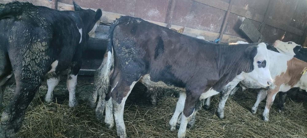 Vând 6 tăurași bălțată românească