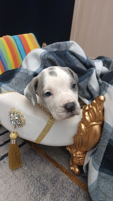 Продам щенят Булликута