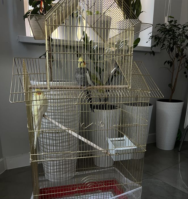 Продаются кореллы