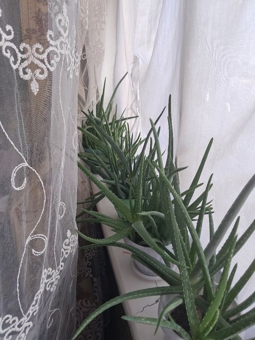 Продам алоэ вера