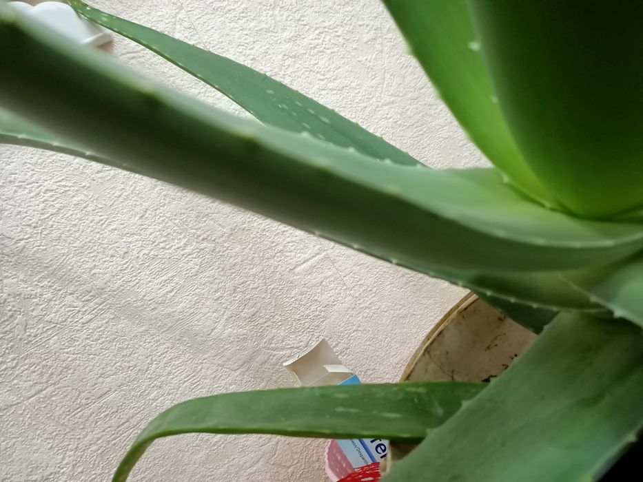 Растения,!Для лечения!!!