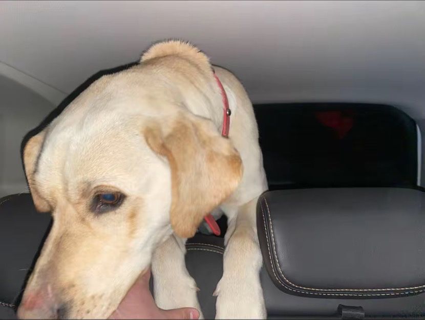 Продам собаку лабрадор