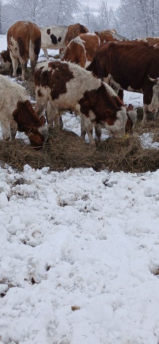 Vand taurasi din vaci bune de lapte
