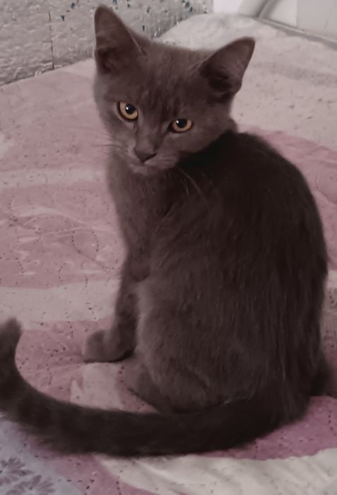Котята бесплатно