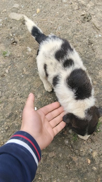 Donez căței frumoși