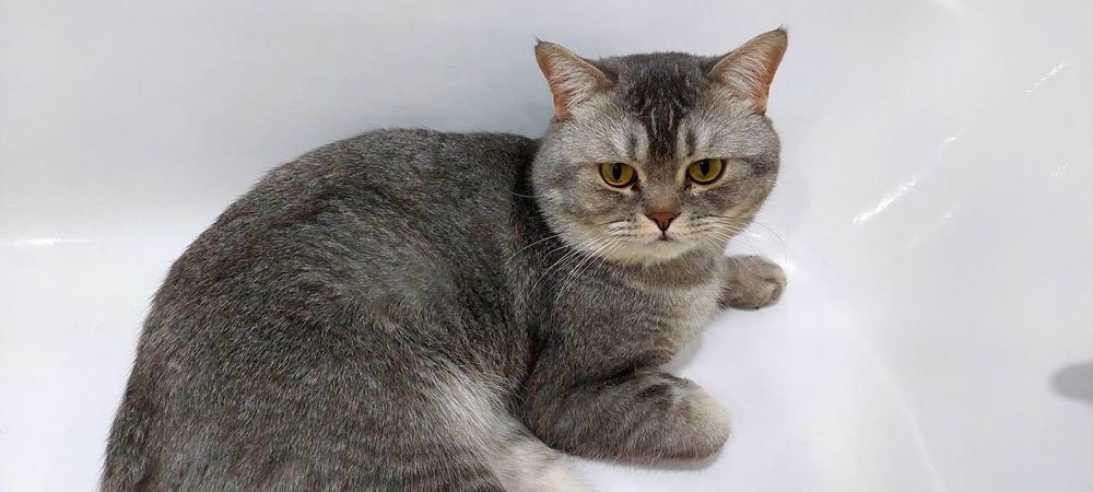 Продаются котенок породы шотландская вислоухая от правильной вязки.