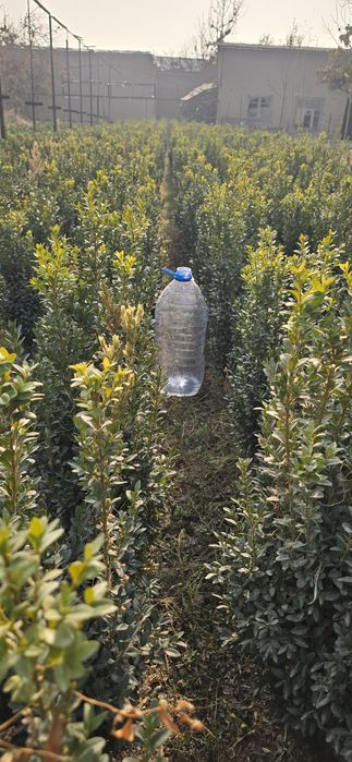 Shamshot,Skarvorkert archa Arizoniskikiparis,majvelnik. Tuya smarakta,