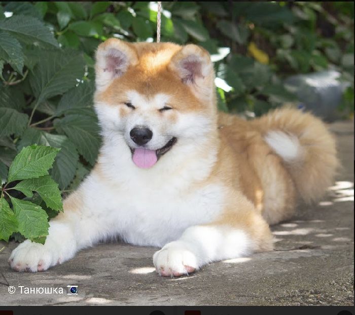 Щенки Акита