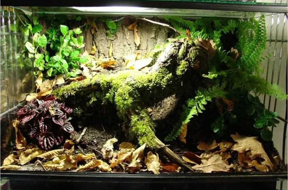 Террариум все включено