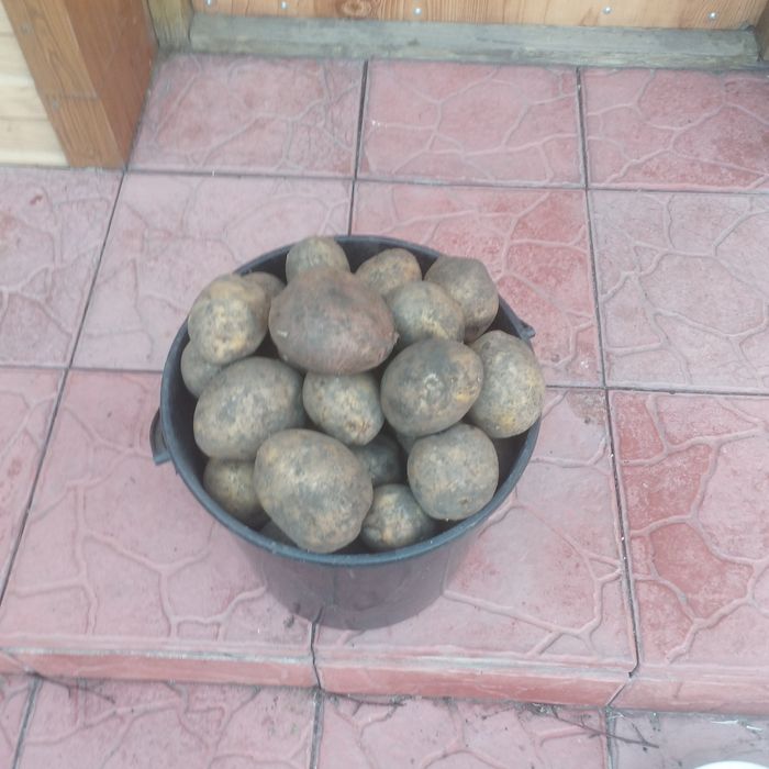 Продам картофель  12л..ведро 1600тенге
