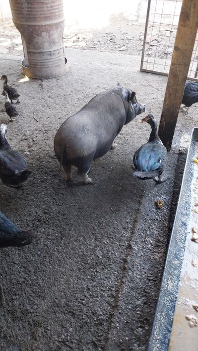 Виетнамски прасета на повече от 6 месеца от 30 до 90кг