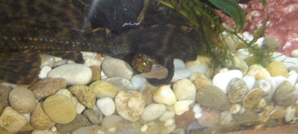 Аквариумни охлюви