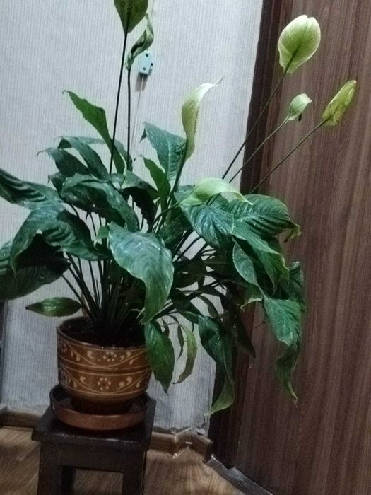 Женское счастье продам