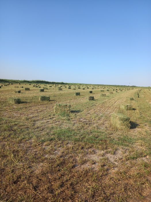 Жоңышқа бар таза үшінші орым