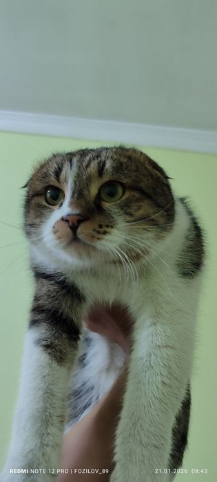 Мушук сотилади Барс