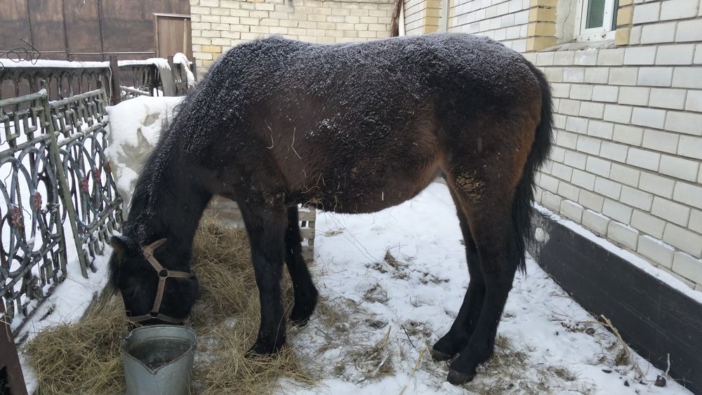 Тай сатам минуге болады уйретилген жуас еркек тай кунанга шыгат