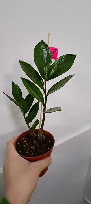 Долларовое дерево:1800 тенге