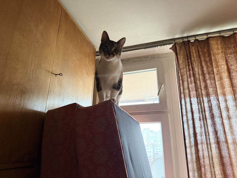 Млада котка търси дом