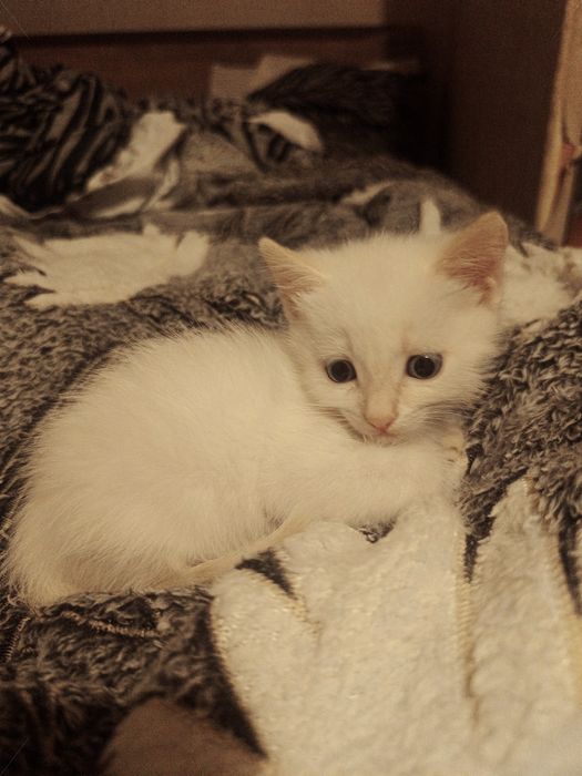 Котята! Бесплатно