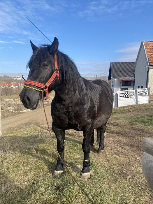 Iapa de vanzare, schimb si cu oi