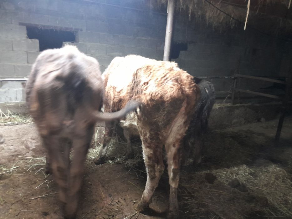 Корова сиыр қысыр