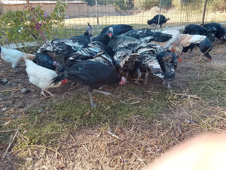 Продам продам продам