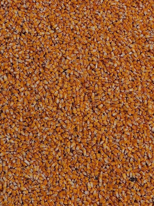 Vând porumb și grâu