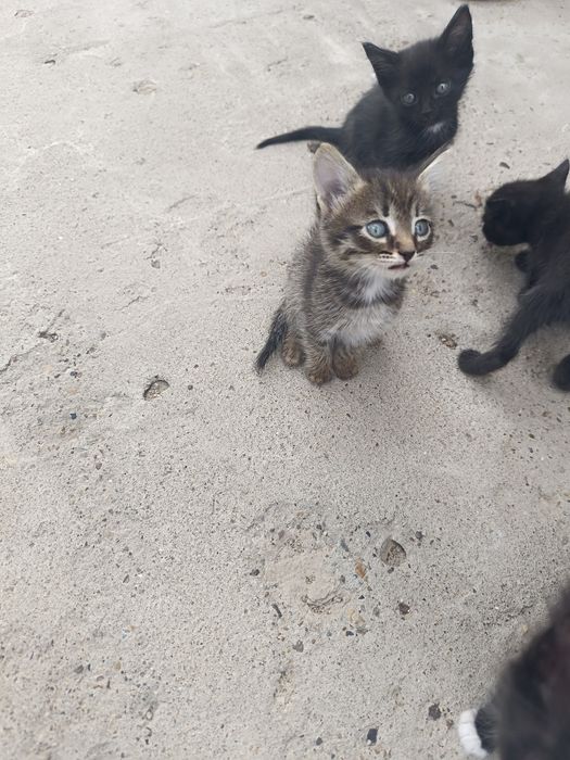 Котята маленькие