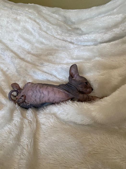 Мальчик, канадский сфинкс, Алматы