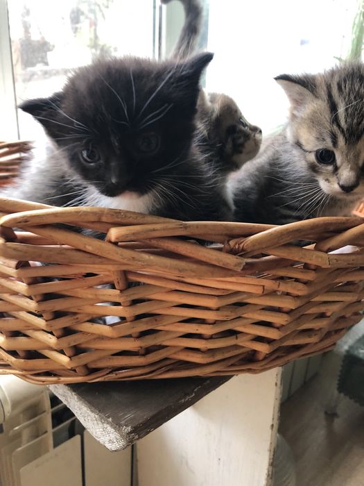 Котята в добрые руки