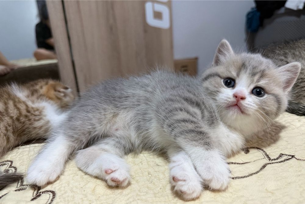 Puiuti British Shorthair si Scottish Fold