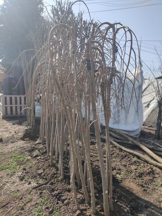 Плачеща Черница , Кълбовидна Акация