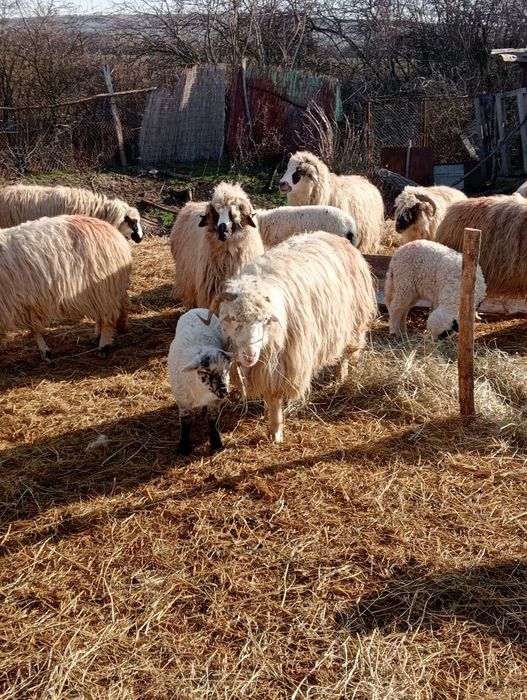 Vînd 16 oi reforme un berbec și 13 miei