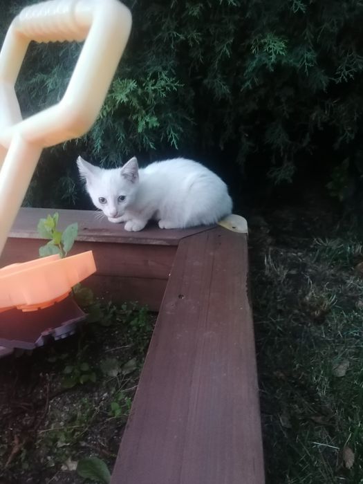 Бяло Коте на три месеца