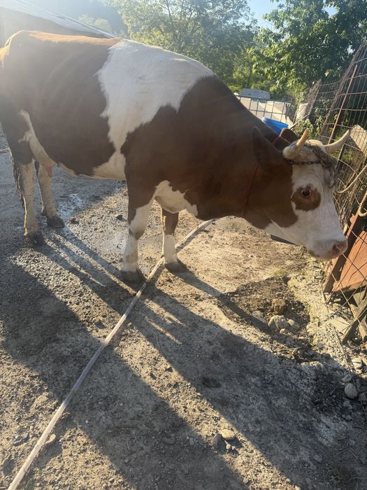 Vaca de lapte tanara