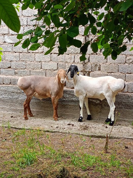 Zotli Arashan qoʻylari  5milliyondan