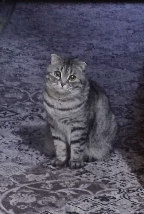 Отдам в добрые руки