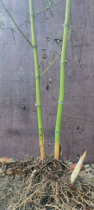 Бамбук за жив плет или дзен градина