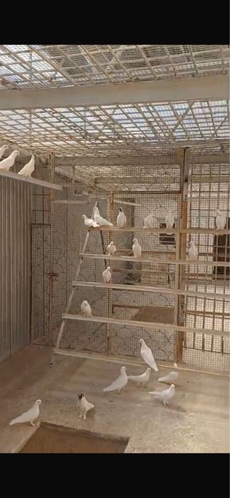 Голуби цена 1000 оптом