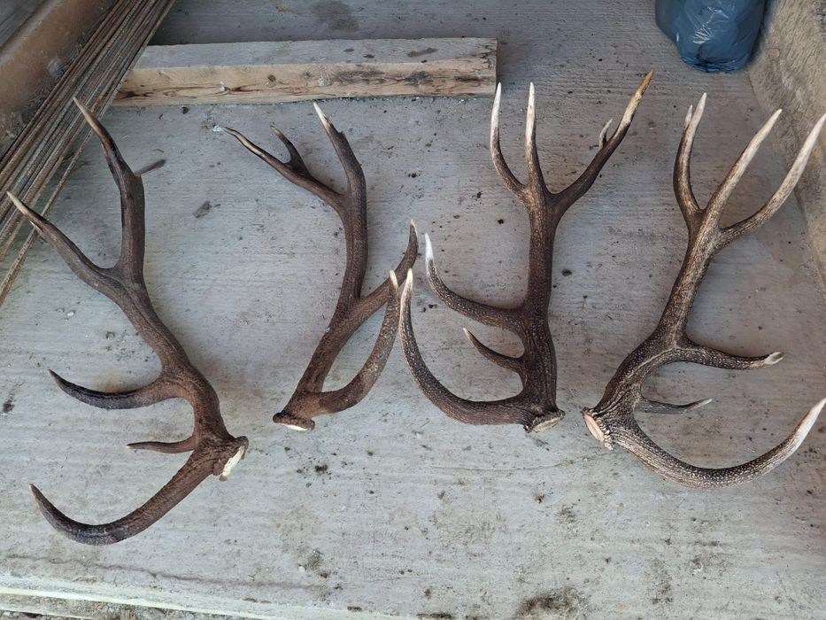 Coarne de cerb perechi