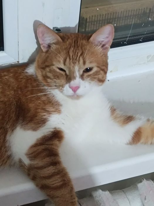 Отдаю рыжего кота