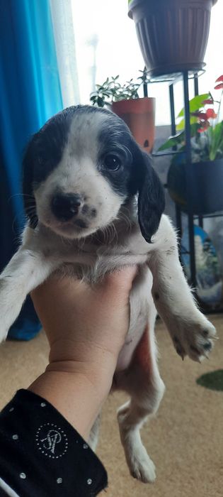 Щенки русский спаниель