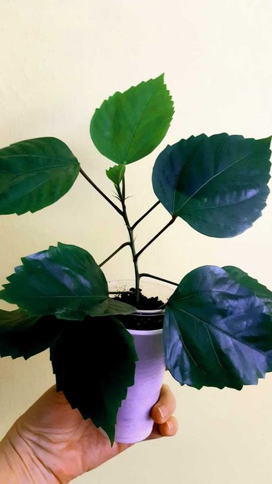 Нанук гибискус фикус