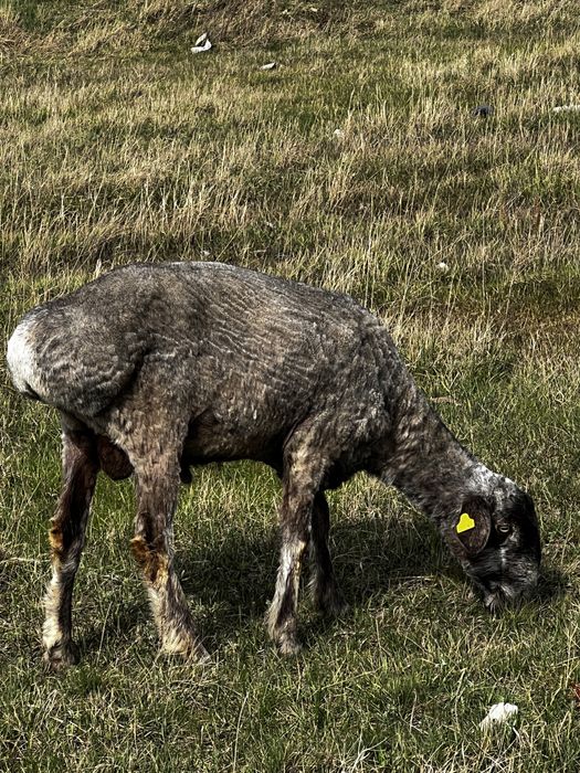 Продам кошкаров