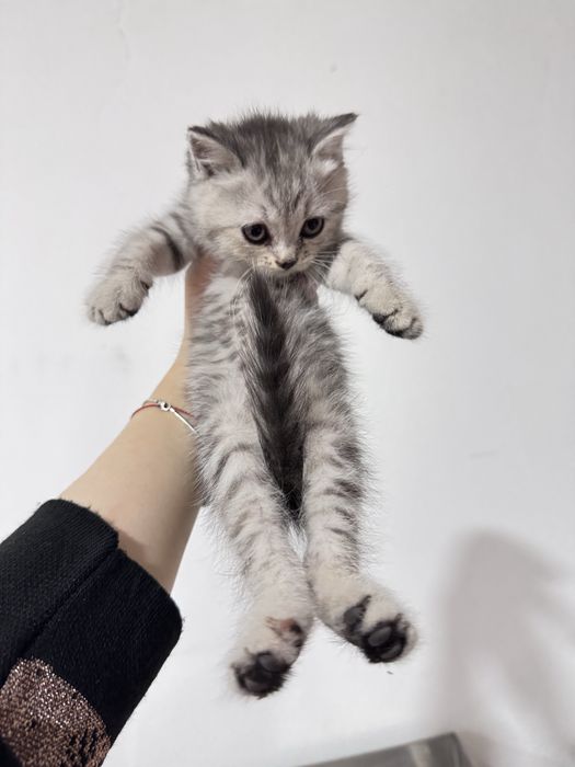 Котенок. мушук болалари породистый