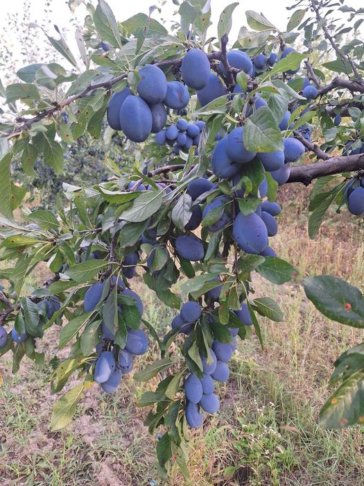 Vând prune, producție proprie, peste 1 tonă – zona Argeș