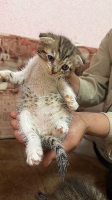 Отдаем котят в добрые руки
