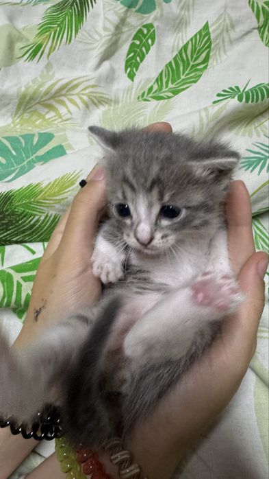 Отдам котят и кошку